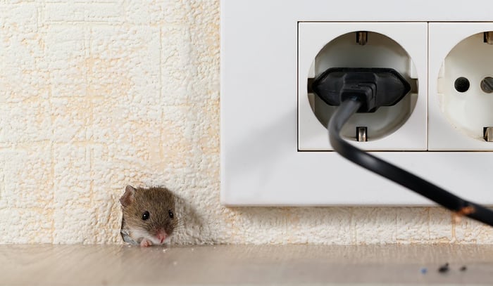 Apua, kodissani on hiiri! Näillä vinkeillä häädät hiiret talostasi